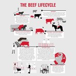 The Beef Lifecycle_2